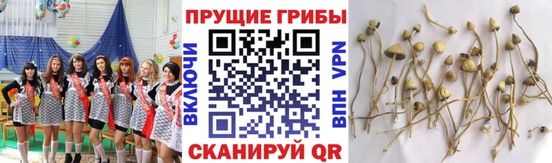 Псилоцибиновые грибы ЛСД  Томск 